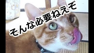 きたねえから綺麗にしてやるぞ！【侵入した野良仔猫】～家猫修行中～