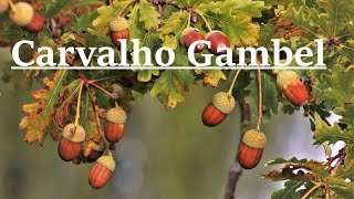 Carvalho Gambel | Gambel Oak | Quercus Gambelii