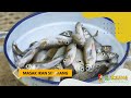 Resep Ikan Selemang Ala Bolang | BOCAH PETUALANG (18/05/22)