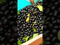 blackberry কালো জাম black jam shorts viral blackberry