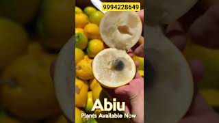 அதிக சுவை கொண்ட பழம் உங்கள் வீட்டிலும் வளரும் #exotic #fruit #trendingshorts #gardening