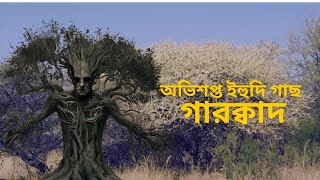 অভিশপ্ত ইহুদি গাছ গারক্বাদ।।Gharqad tree in irael ।। Tree of jews