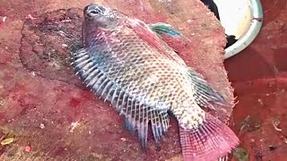 Mastering the Art of Tilapia Cutting: Stunning Skills on Display