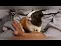 happy guinea pig wheeking u0026 squeaking 😃world of guinea pig