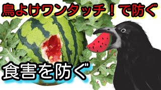 すいか　スイカの食害を防ぎたいなら鳥よけワンタッチ！　地際に簡単取り付け！防鳥　ビニールハウス