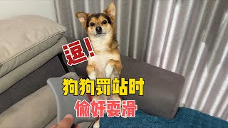 狗狗闖禍被罰站，當主人離開後，大家千萬憋住別笑Dog is lazy when standing in punishment【马桶的逗比狗生】