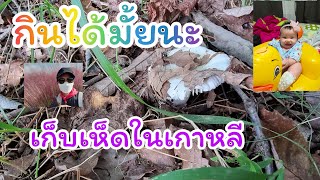 เก็บเห็ดในเกาหลี สำรวจป่าเห็ด