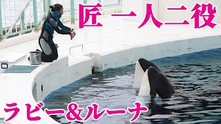 鴨川シーワールドの天才シャチ親子「ラビー\u0026ルーナ」トレーニング!!  KamogawaSeaWorld orcas