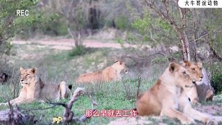 花豹一天的日常，先後遇到獅子與鬣狗！ #野生動物零距離