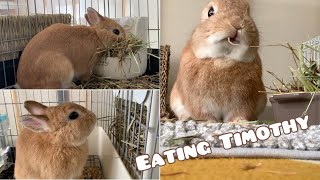 Rabbit eats Timothy | Time lapse \u0026 ASMR