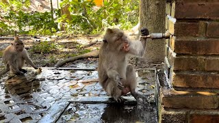 Wild monkey gets angry when opening the faucet goes terribly wrong at Ubud Monkey Forest, Bali