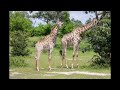 Moremi Game Reserve - Okavango Delta, Botswana The Complete Guide
