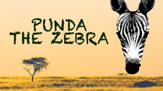 Punda The Zebra | Trailer | iwonder.com