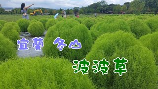 20230802 - 宜蘭冬山波波草