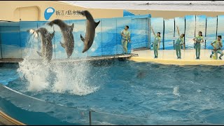 新江ノ島水族館 えのすい イルカショー きょうのイルカTime バンドウイルカ \