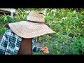 URBAN COMMUNITY GARDEN: Perennial Veggies Costa Rica Style