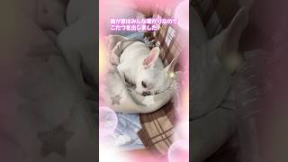 こたつは暖かいね૮ ᵕ̤ ·̫ ᵕ̤ ა✨️ #shorts #フレンチブルドッグ #フレブル #frenchbulldog #dog #保護犬 #こたつ