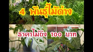 4 พันธุ์ไม้ด่าง ราคาถูก