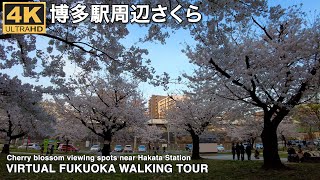 博多駅周辺の桜4k virtual Fukuoka walking tour cherry blossoms around Hakata station 2023