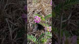 Black swallowtail (Papilio polyxenes) on Lindheimer's milkvetch (Astragalus lindheimeri)