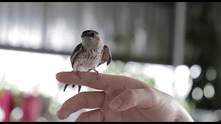 我的燕子養成日記