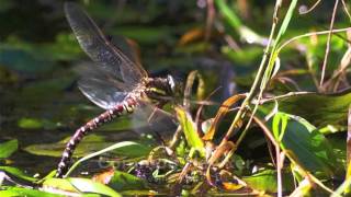 Dragonfly laying Eggs in north Antrim!