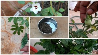 గోంగూర విత్తనాలు సేకరించడం|| collecting seeds| harvesting IndianSorrel(Roselle) at home garden