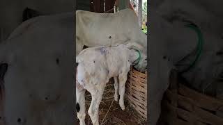 Calf skin disease