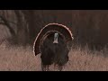 wild america s10 e9 wild turkey part 1 full episode hd