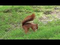 red squirrel ***