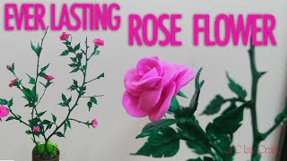 EVER LASTING ROSE//ഇനി നമ്മുടെ പൂന്തോട്ടത്തിലും വിരിയട്ടെ ഒരിക്കലും വാടാത്ത പൂക്കൾ