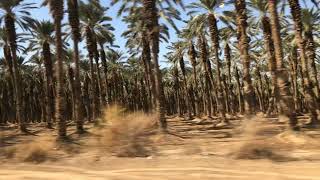 Traveling from Jerusalem to the Dead Sea: Palm tree in Israel . Palm plantations seen from the car