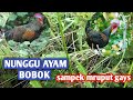 BERBURU AYAM HUTAN DI PUNCAK GUNUNG ‼️POIN TUPAI DADA PUTIH .