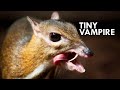 Chevrotain: The 12 Inch Ungulate