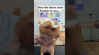 WAIT!!! They don’t love you……… #funny #guineapig