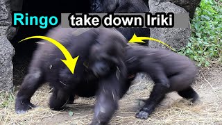 Gorilla Ringo take down Iriki,jump on her,D’jeeco,Jabali have been watching金剛猩猩Ringo瘋狂鬧媽媽撞倒她跳她身上