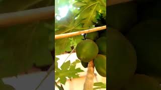 #papita #fruit #shorts #shortvideo #reels