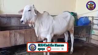 #RSCattlefarm​​ ផែនគោពូជ