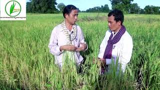 How to Prepare Rice Seed ការជ្រើសរើស រៀបចំពូជស្រូវល្អ