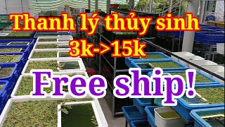 Guppy cá 7 màu #388: Free ship, Combo thanh lý dọn hồ, HB, Ab red rose