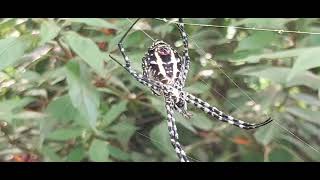 Argiope anasuja Spider The spider built its web on the leaves of the trees and in the bushes amazing