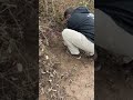 nutria rat trapping. can we get 50 nutria rat trapping catch oregon viralvideo trap pnw