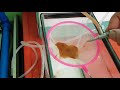 unlimited bbs makakatipid ka dito how to hatch baby brine shrimp artemia culture