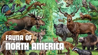 Discovering North America's Fascinating Fauna: Wildlife Wonders