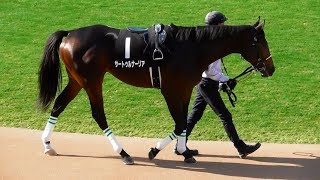 サートゥルナーリア、萩ステークスのパドック。現地映像、京都競馬場