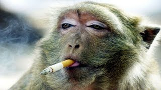 Funny Monkeys Videos - Funniest Monkey Will Make You Laugh Hard Compilation