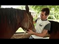 así se cuida y mima a los caballos y yeguas