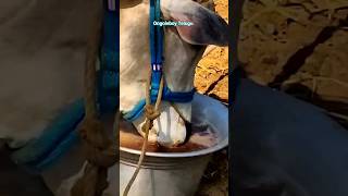 పాలపళ్ళ దూడలకి దాణా ఎలా మొదలుపెట్టాలి || milk teeth bulls food quantity information #dnrbulls