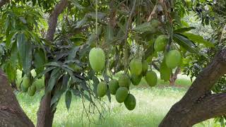 Dasheri mango plucking.. GKVK Bangalore