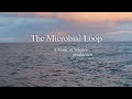 Microbial Loop Song